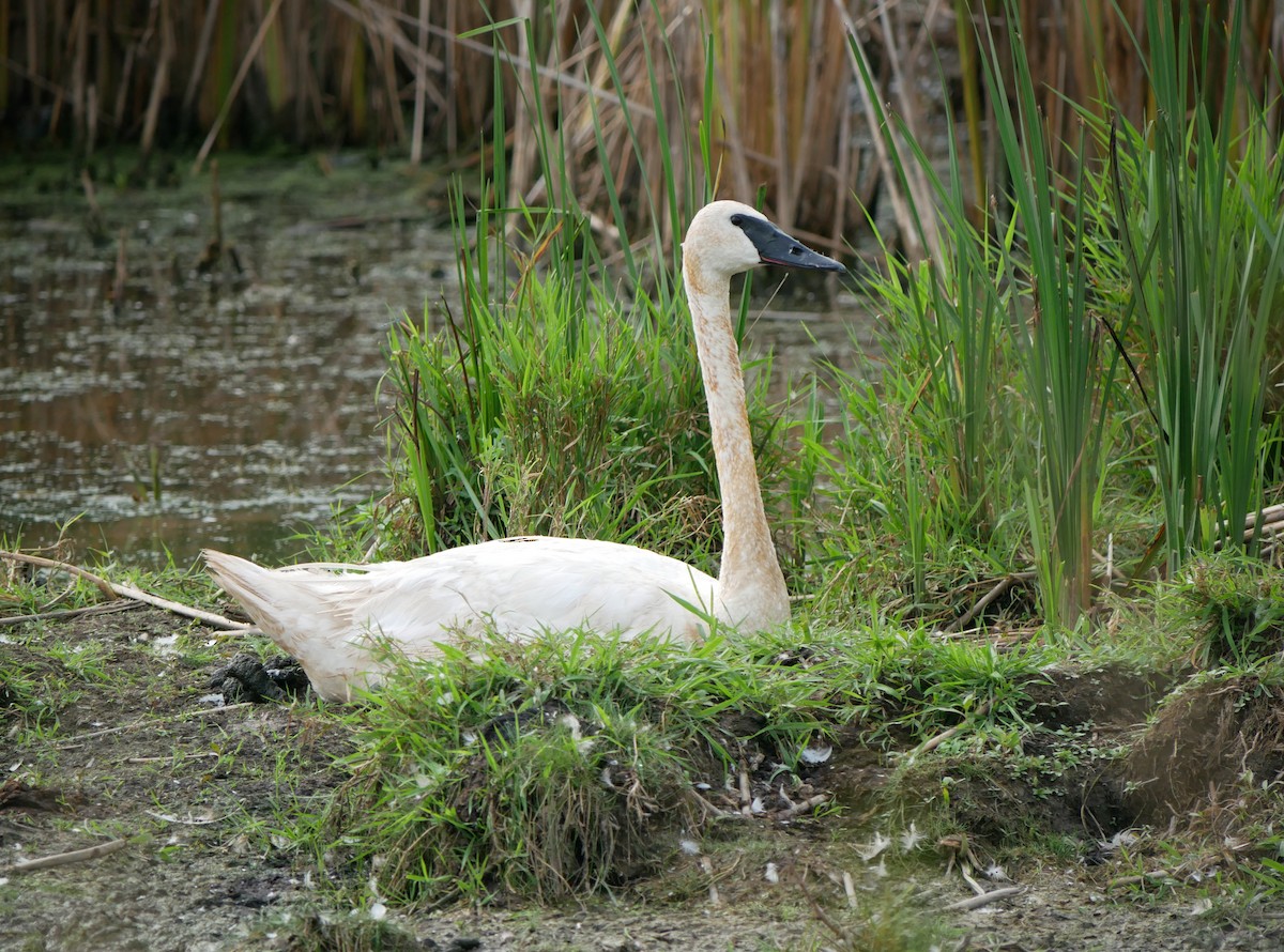 Trompeterschwan - ML640415290