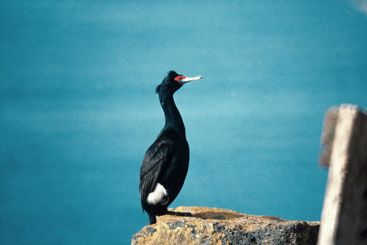 Red-faced Cormorant - ML640415291