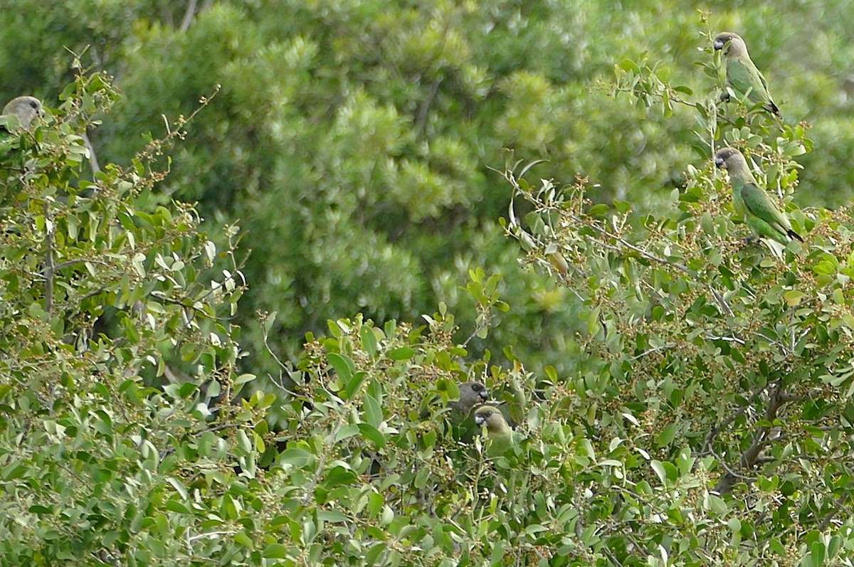 Brown-headed Parrot - ML640415306