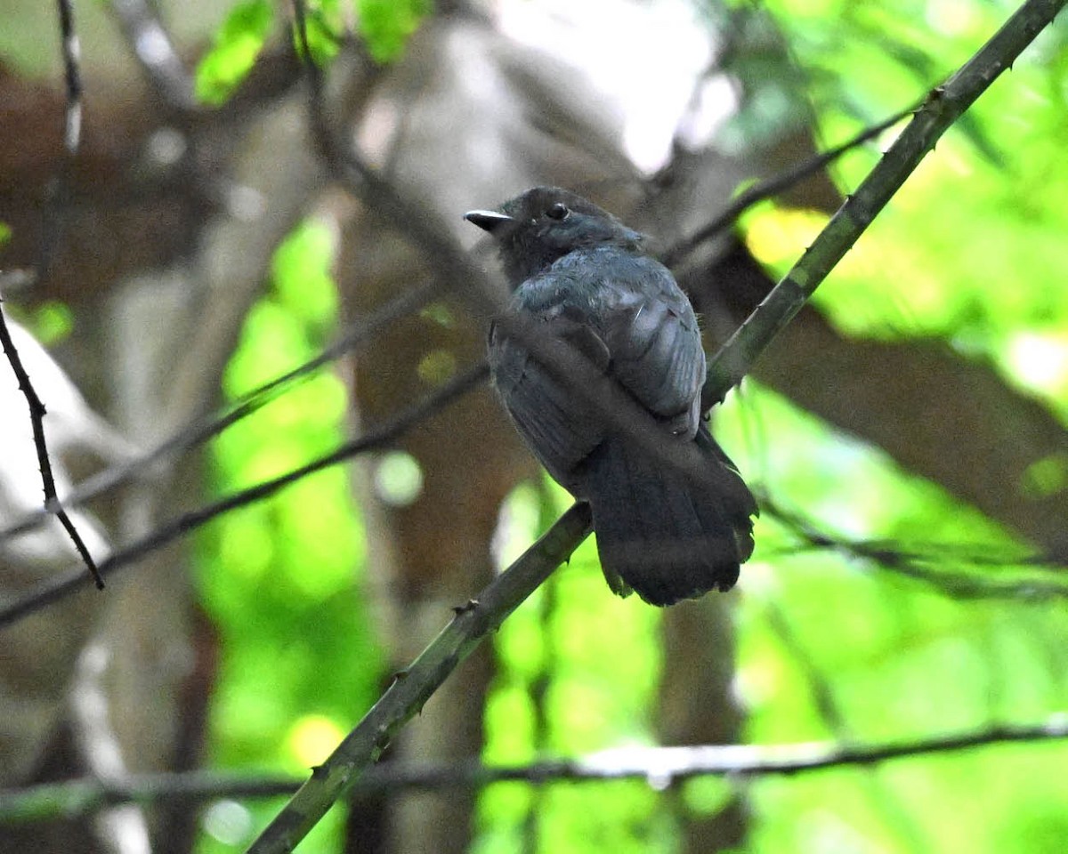 Bluish-slate Antshrike - ML640415317