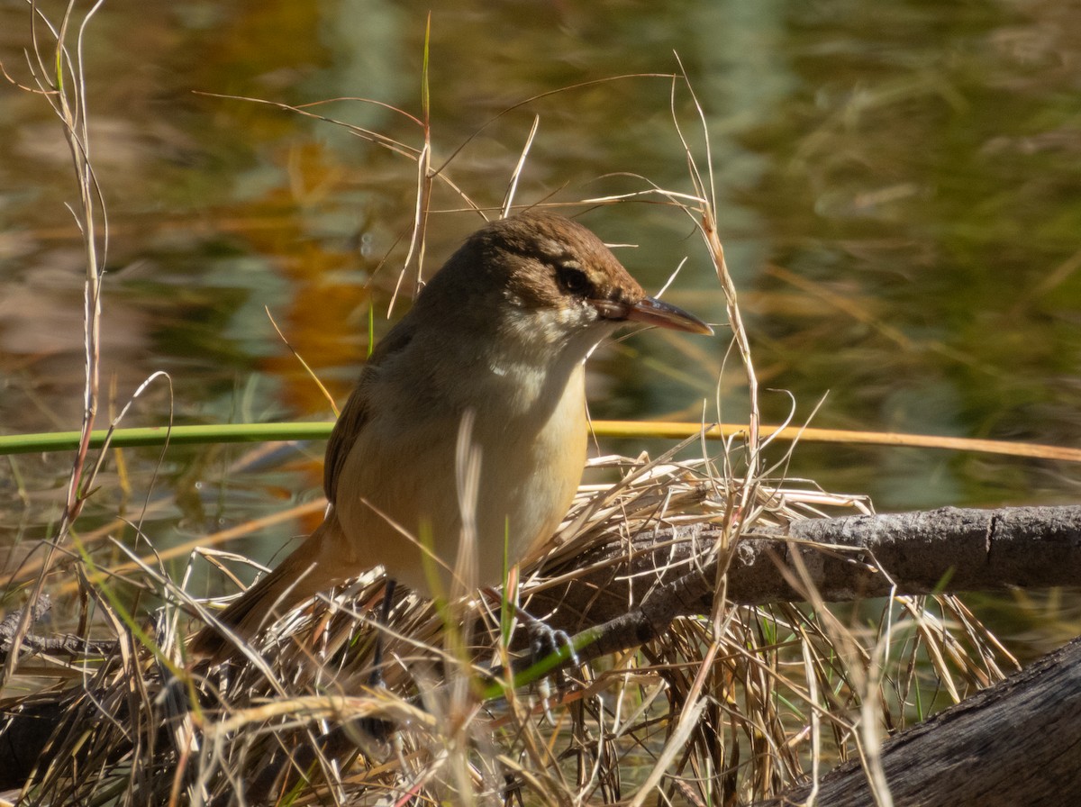 Australian Reed Warbler - ML640415320