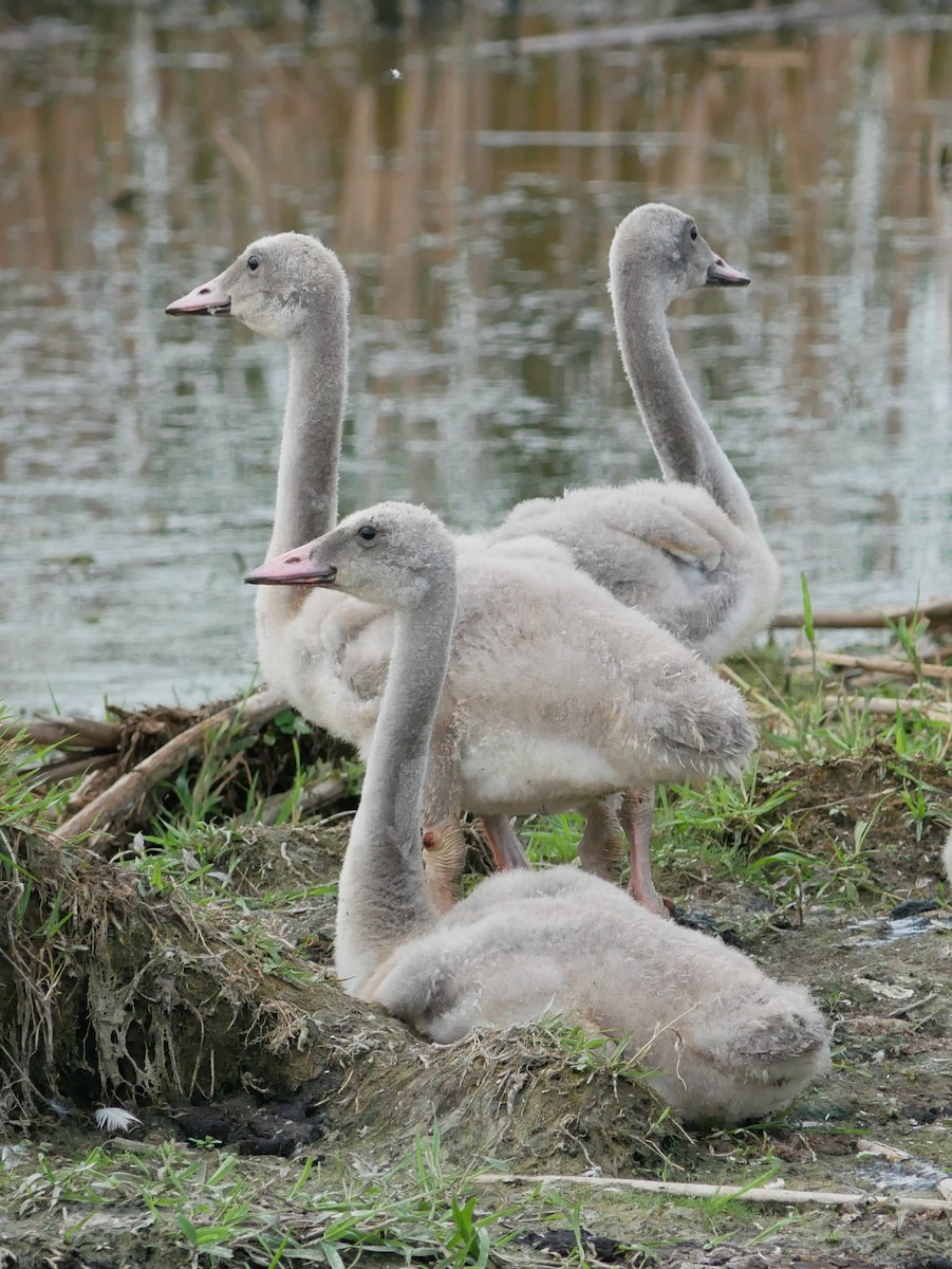 Trompeterschwan - ML640415322