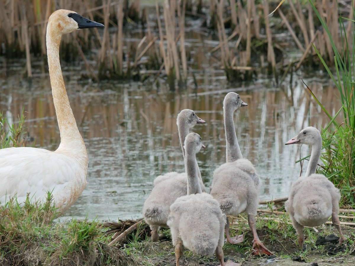 Trompeterschwan - ML640415323