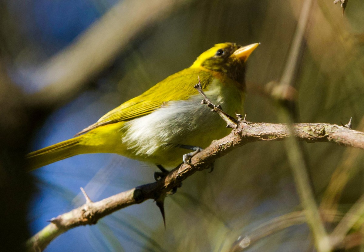 Guira Tanager - ML640415338