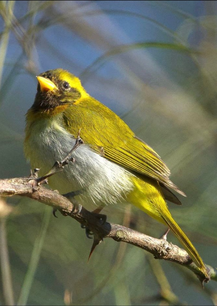 Guira Tanager - ML640415339