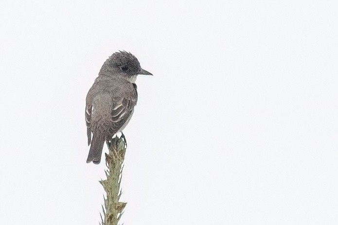 Olive-sided Flycatcher - ML640415382