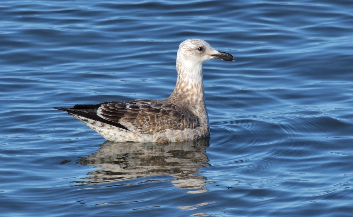 Kelp Gull (dominicanus) - ML640415407
