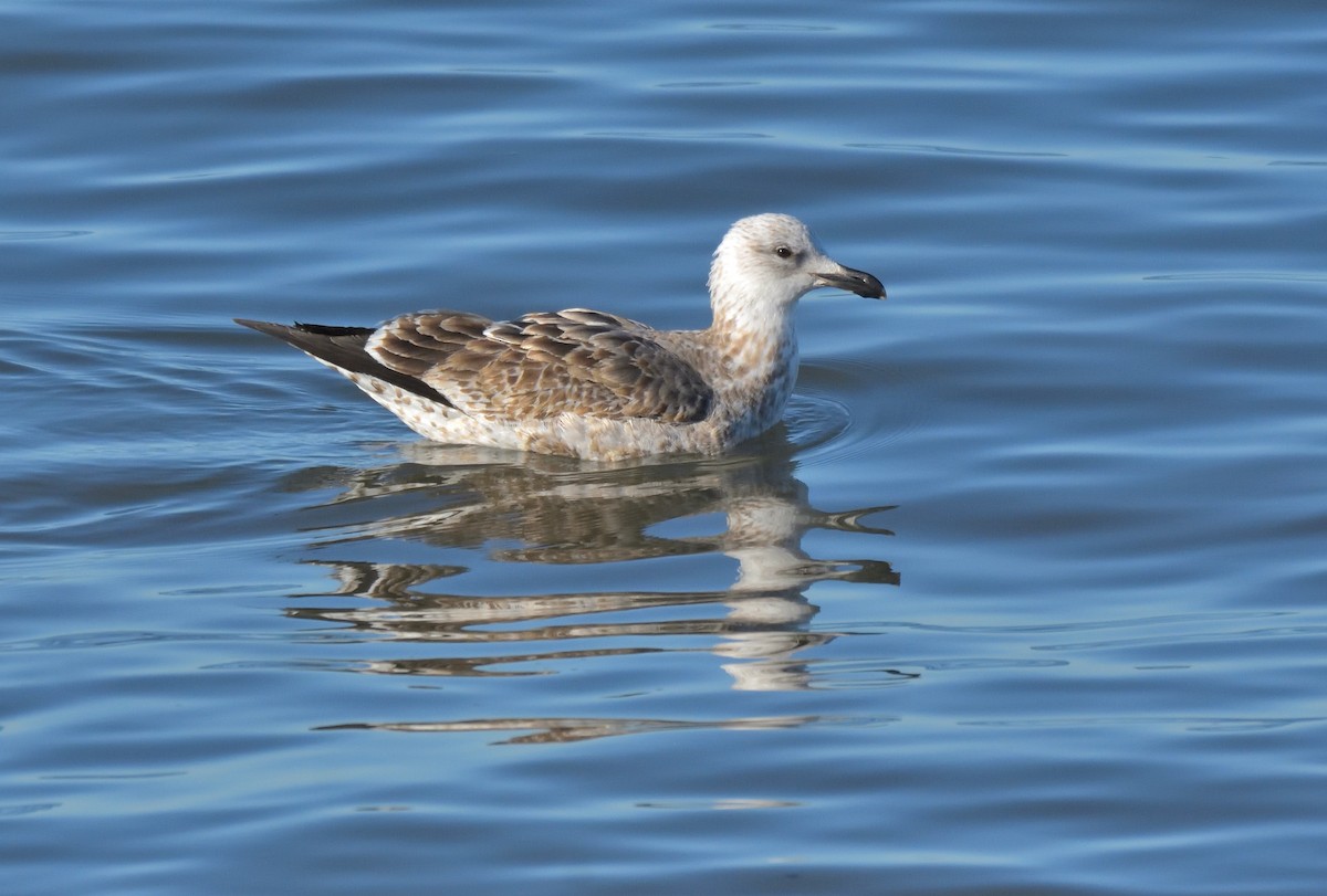 Kelp Gull (dominicanus) - ML640415408