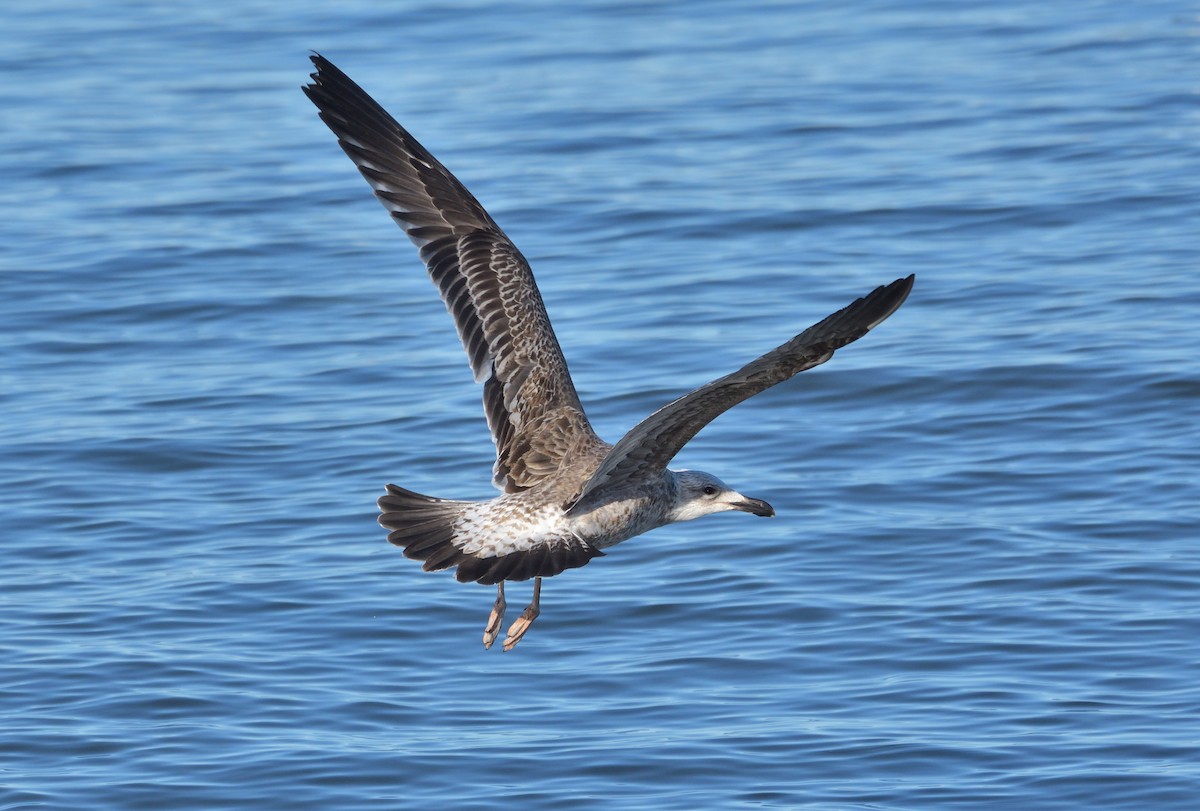 Kelp Gull (dominicanus) - ML640415410