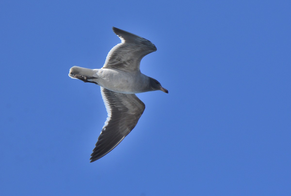 Dolphin Gull - ML640415418