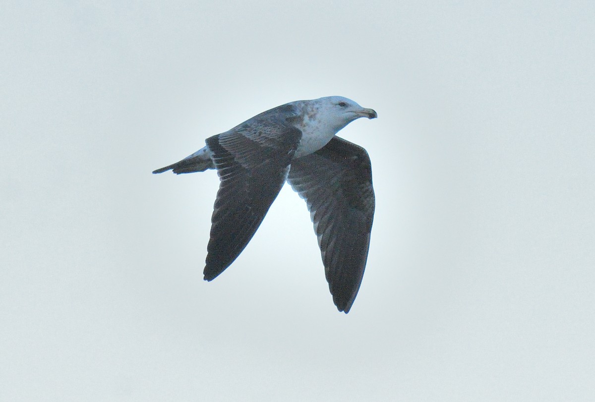 Kelp Gull (dominicanus) - ML640415424