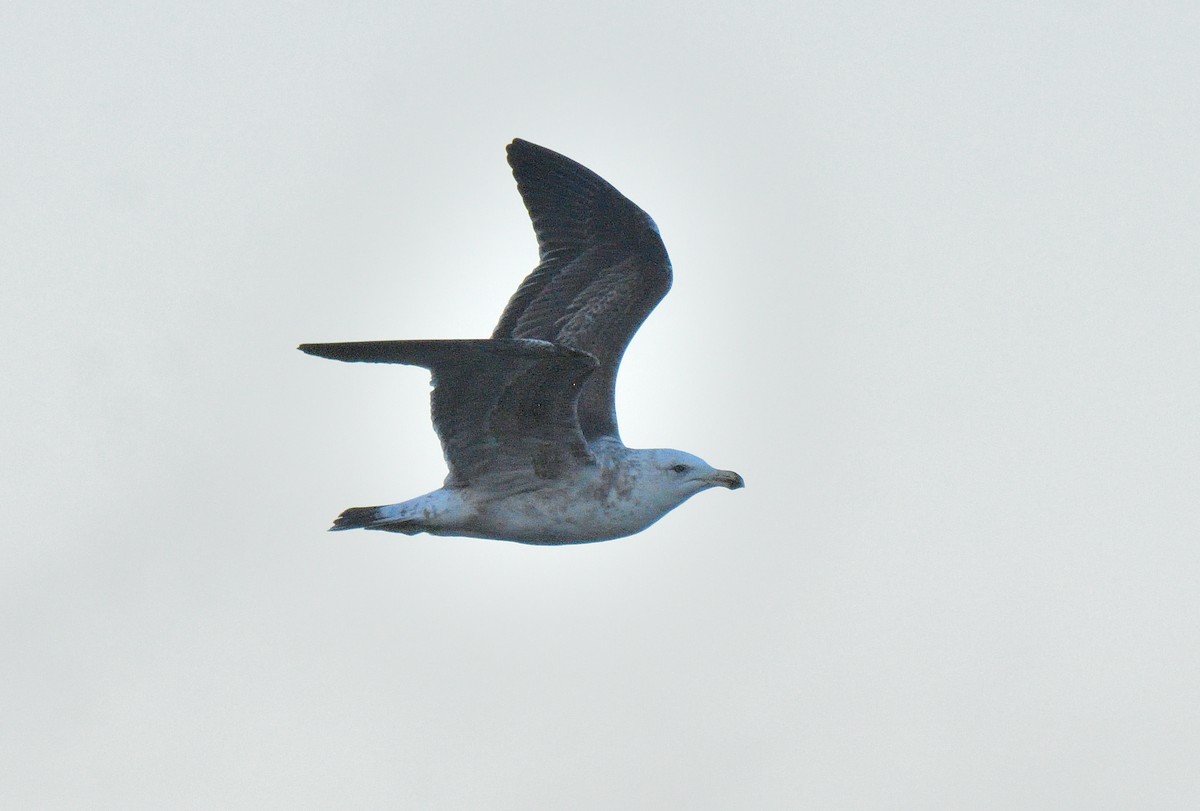 Kelp Gull (dominicanus) - ML640415425