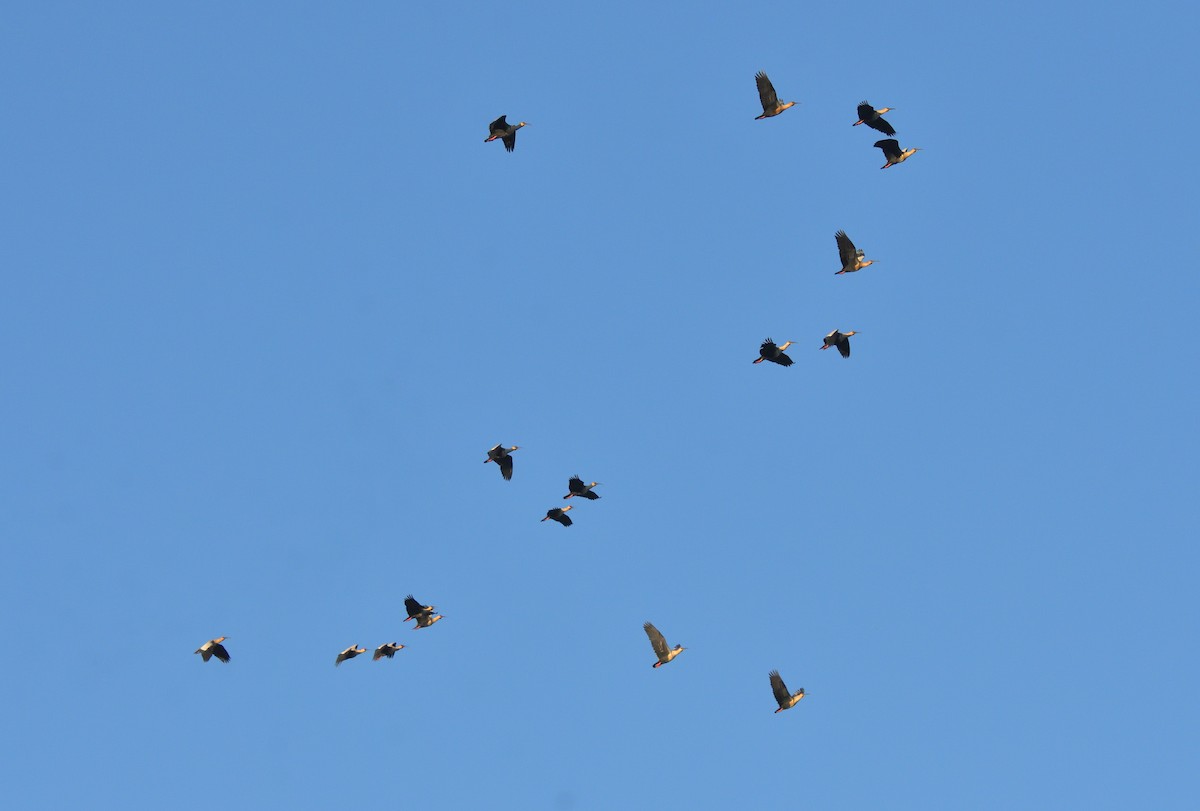 Black-faced Ibis - ML640415434