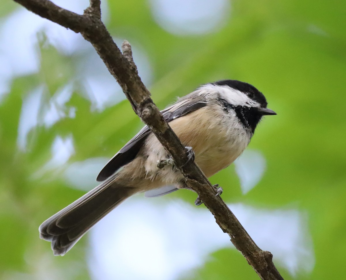 Black-capped Chickadee - ML640415439