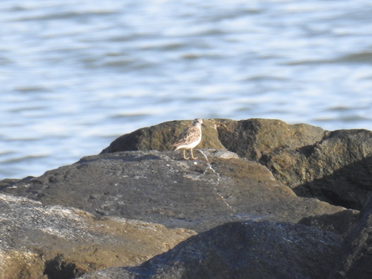 Least Sandpiper - ML640415568