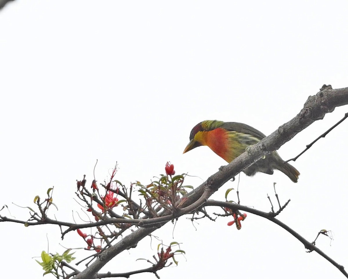 Lemon-throated Barbet - ML640415587