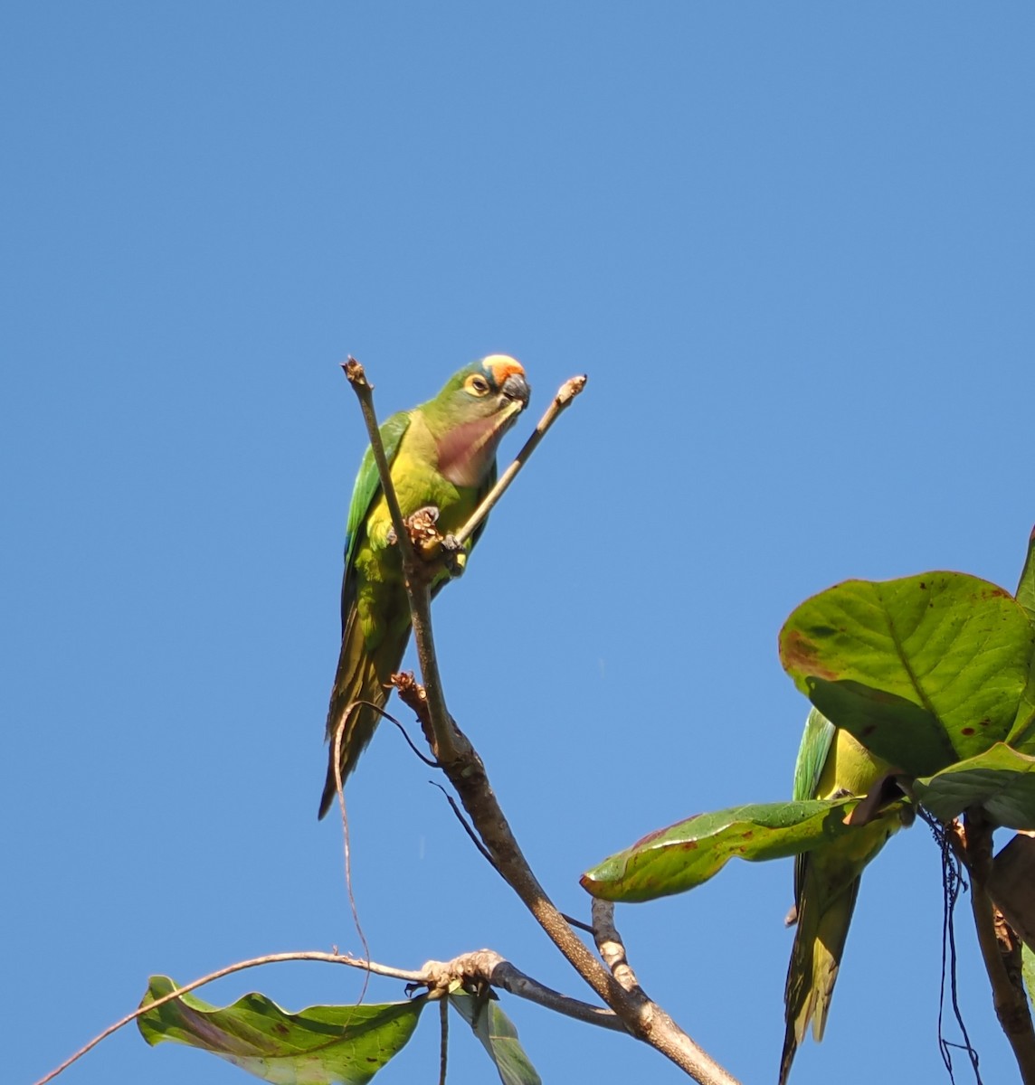 Peach-fronted Parakeet - ML640415626