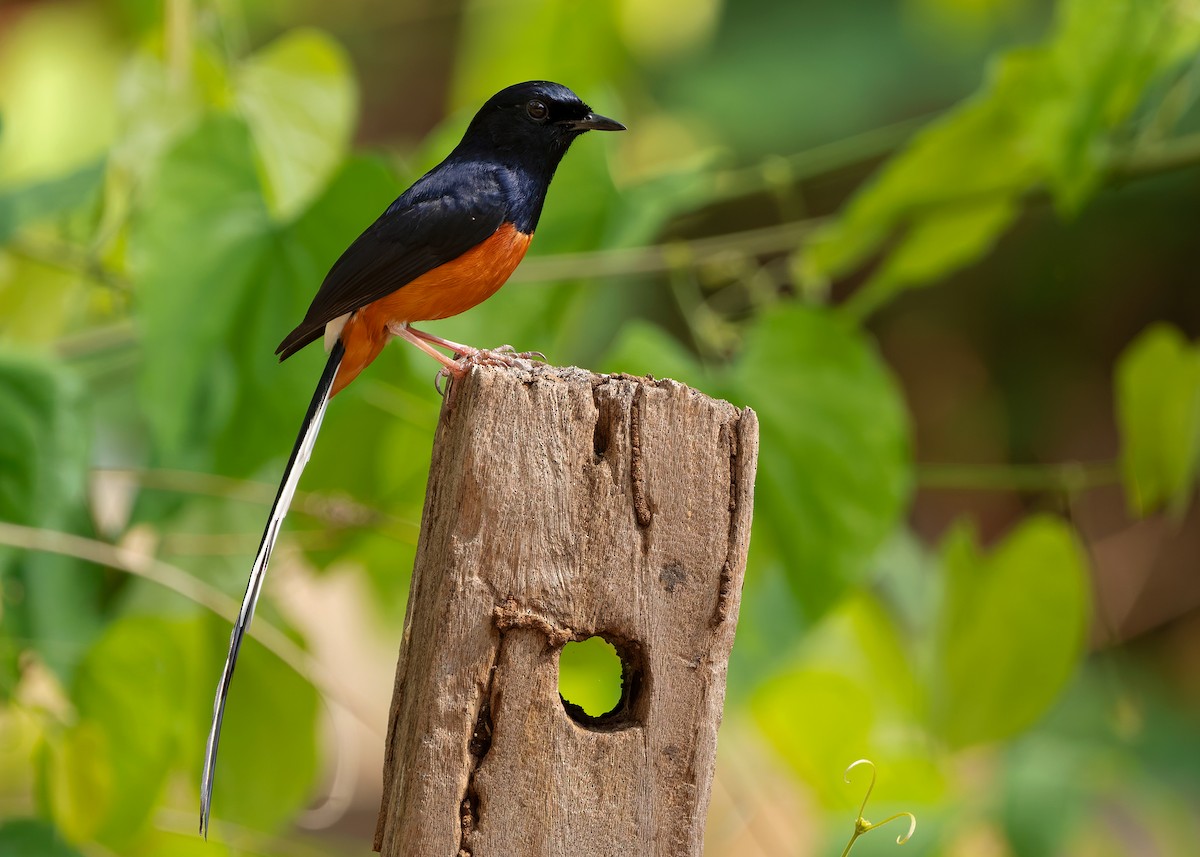 White-rumped Shama (White-rumped) - ML640415655