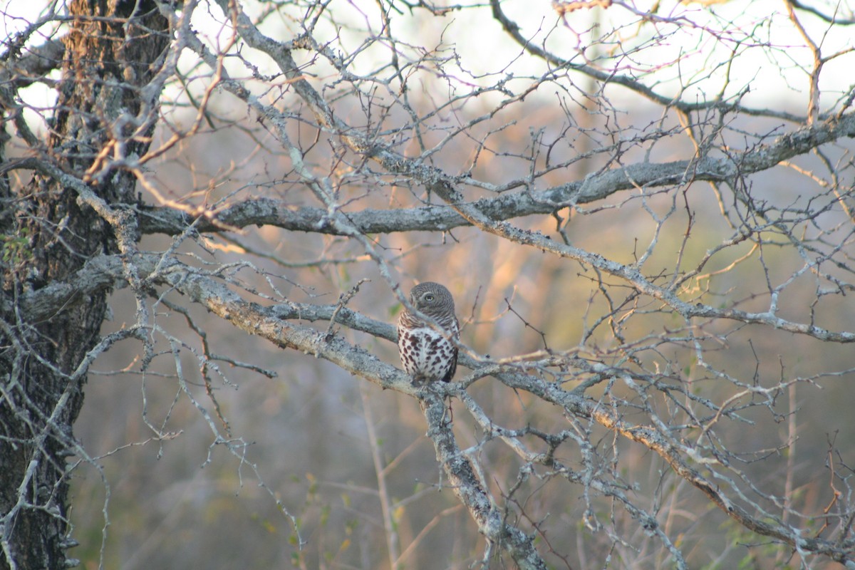 African Barred Owlet - ML640415695