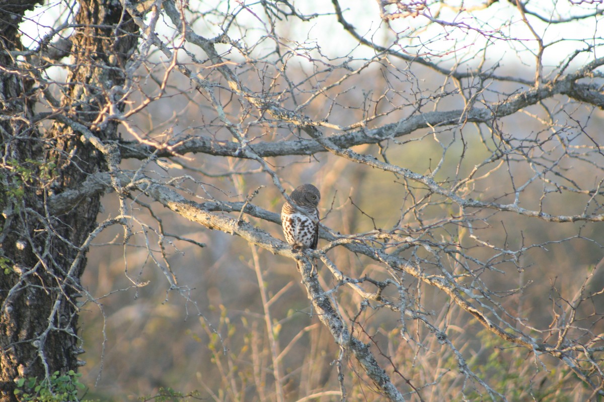 African Barred Owlet - ML640415696