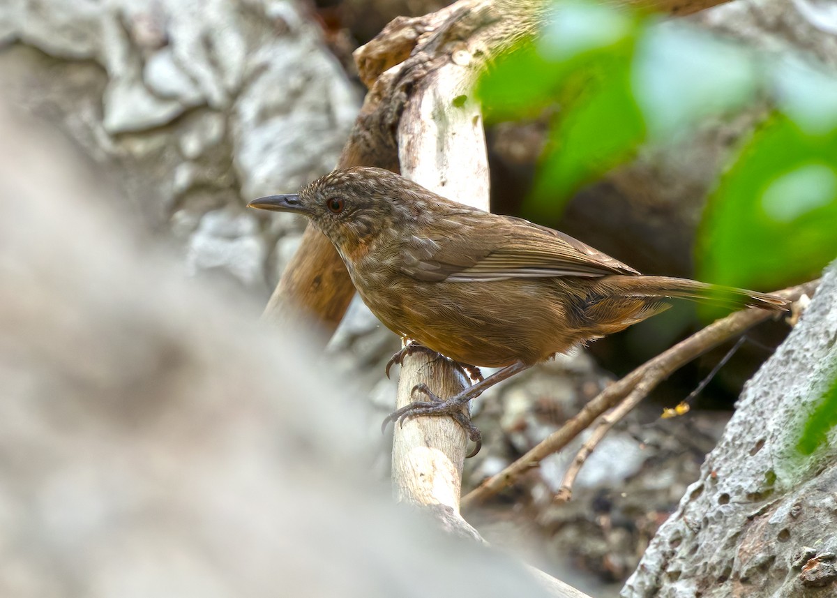 Rufous Limestone Babbler - ML640415699