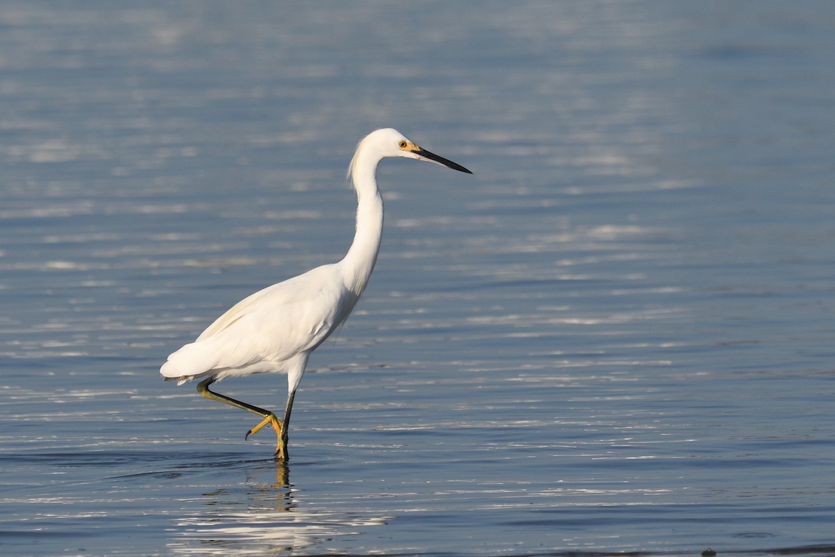 Snowy Egret - ML640415725