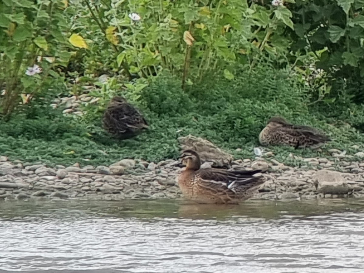 Garganey - ML640415778