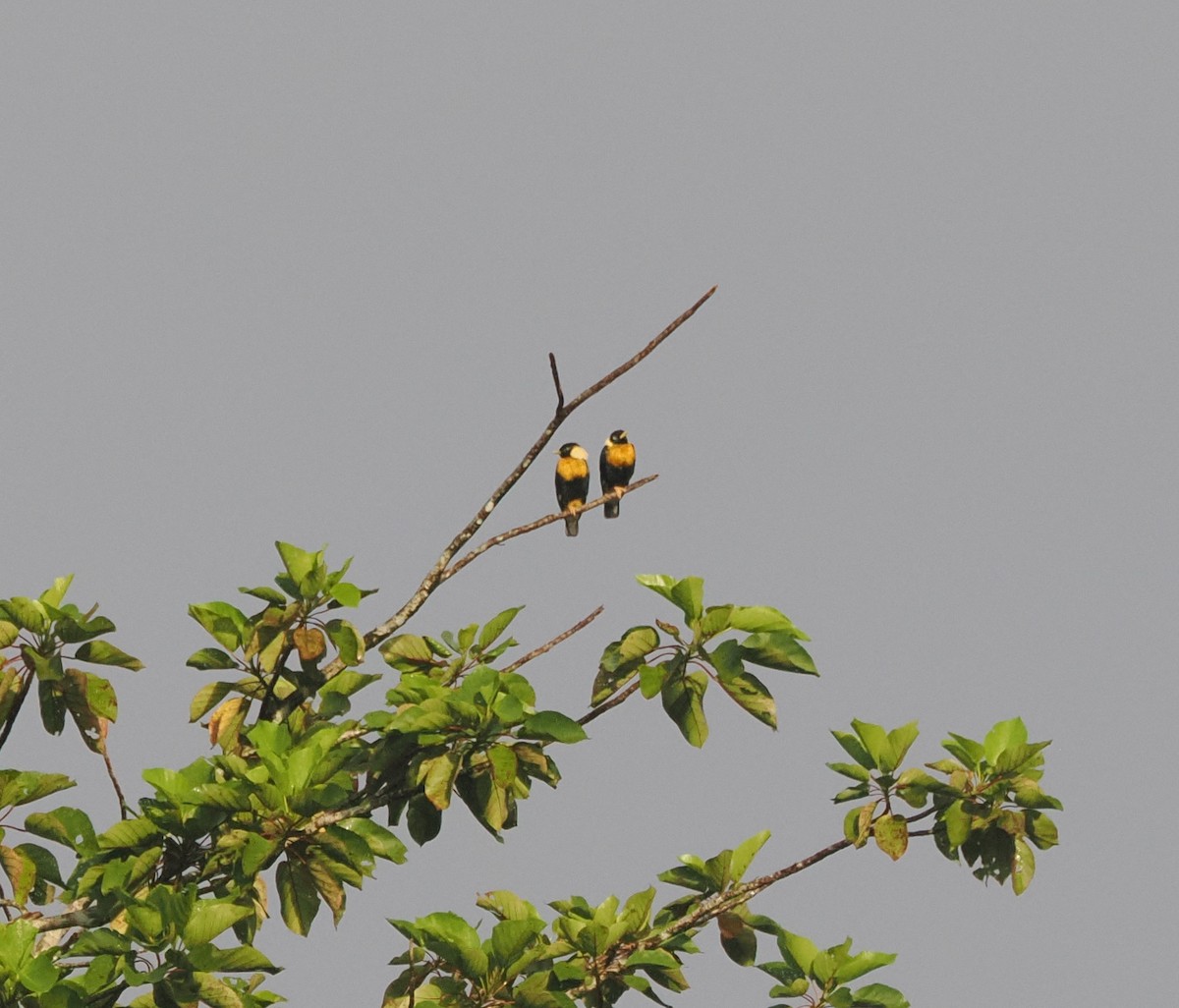Golden Myna - ML640415859