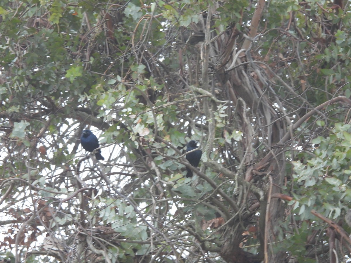 Shiny Cowbird - ML640415876