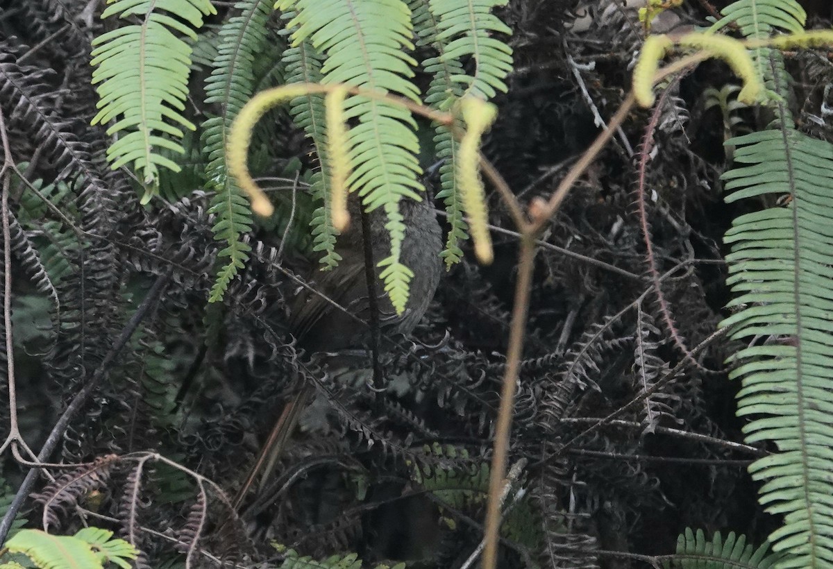 Puna Thistletail - ML640415944