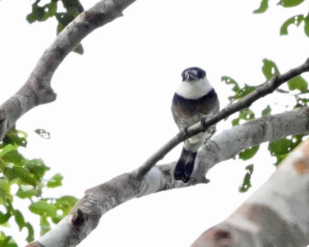 Brown-banded Puffbird - ML640415947