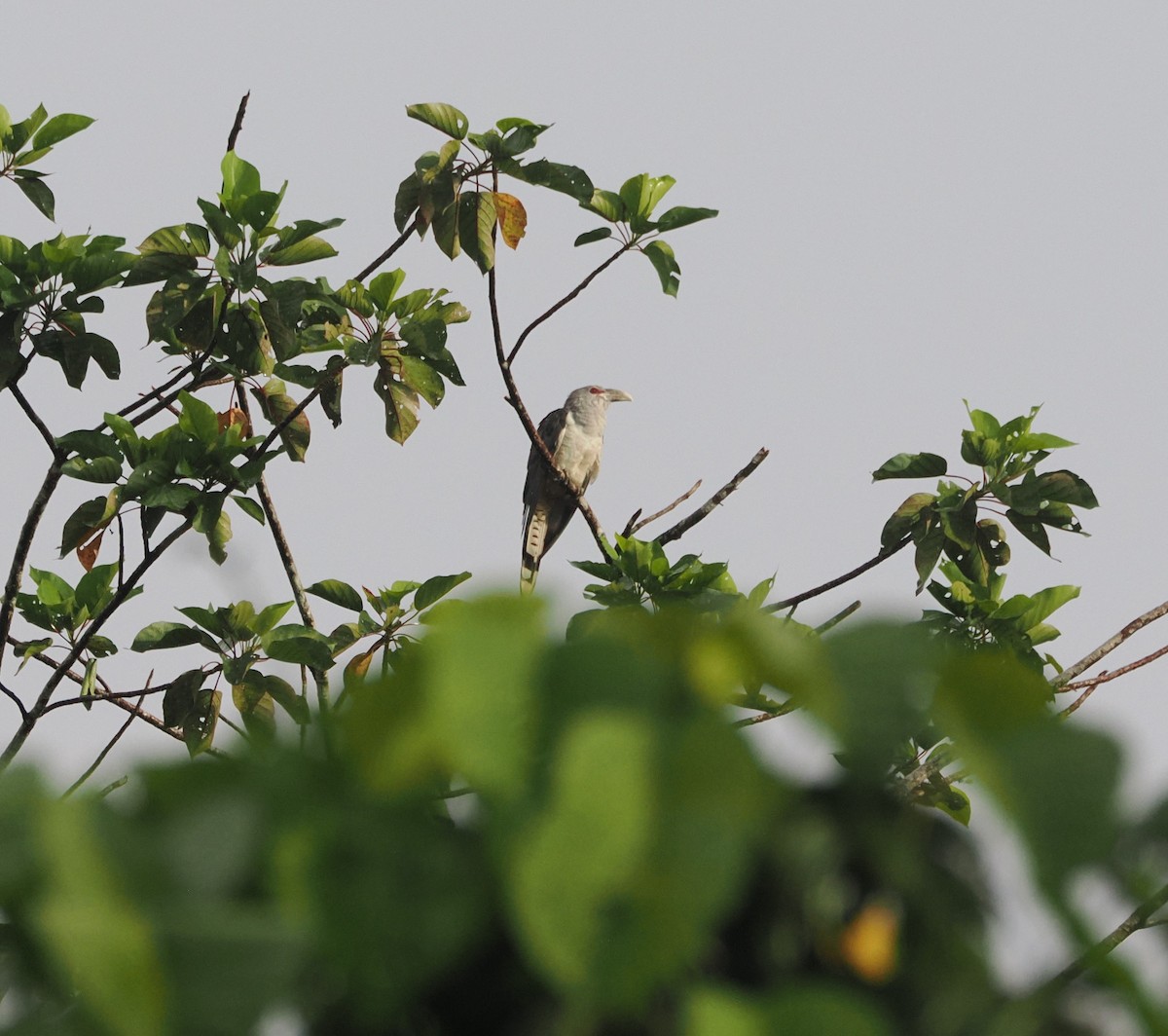 Channel-billed Cuckoo - ML640415959