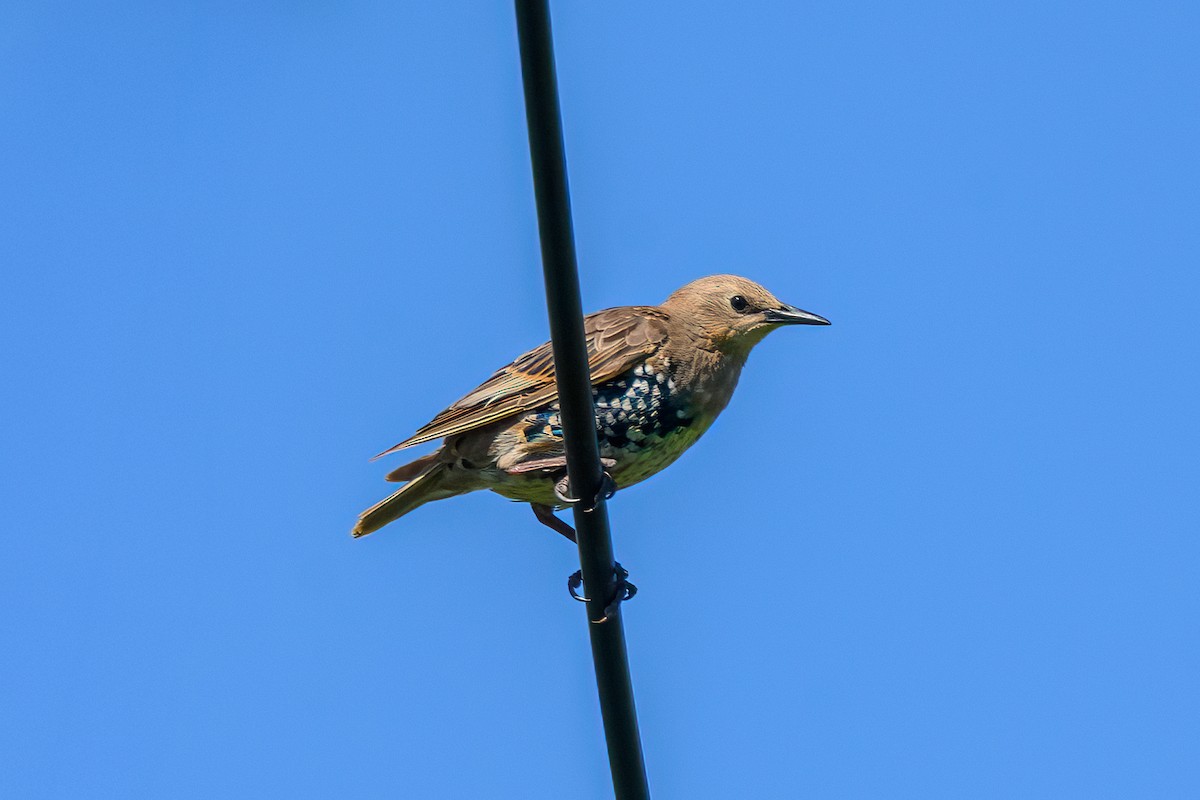 European Starling - ML640416051