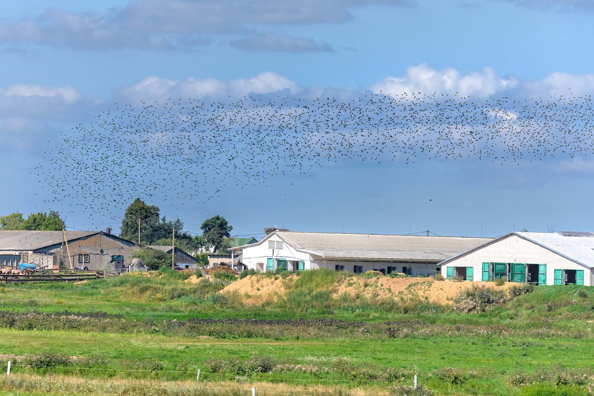 European Starling - ML640416052