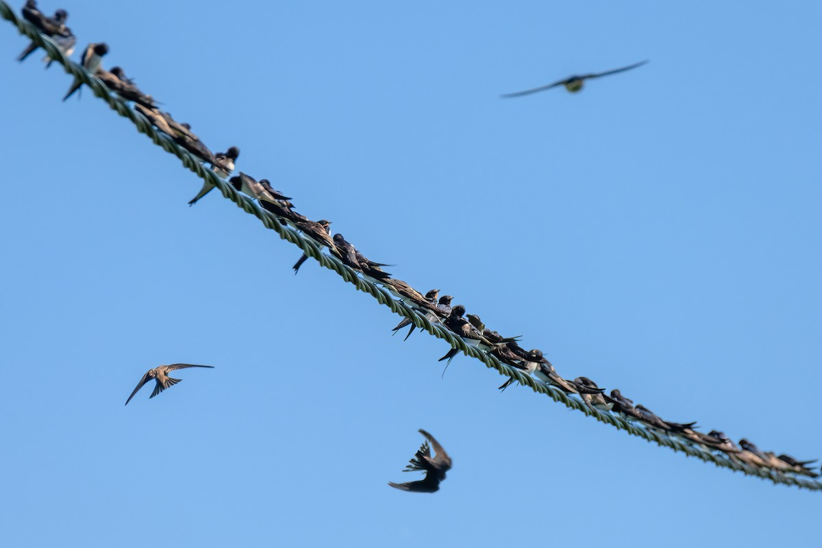 Barn Swallow - ML640416078