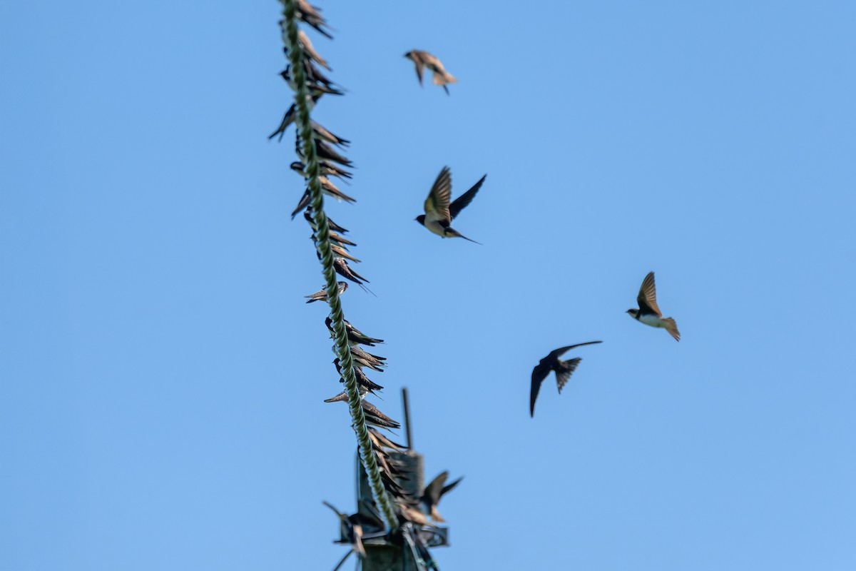 Barn Swallow - ML640416079