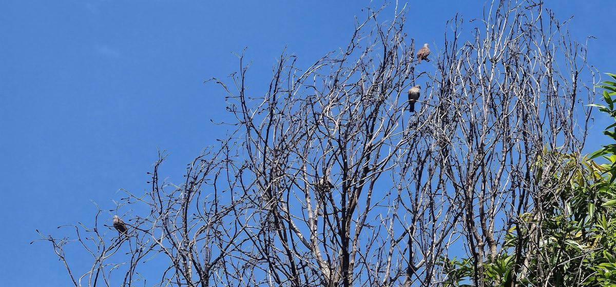 Ruddy Ground Dove - ML640416098