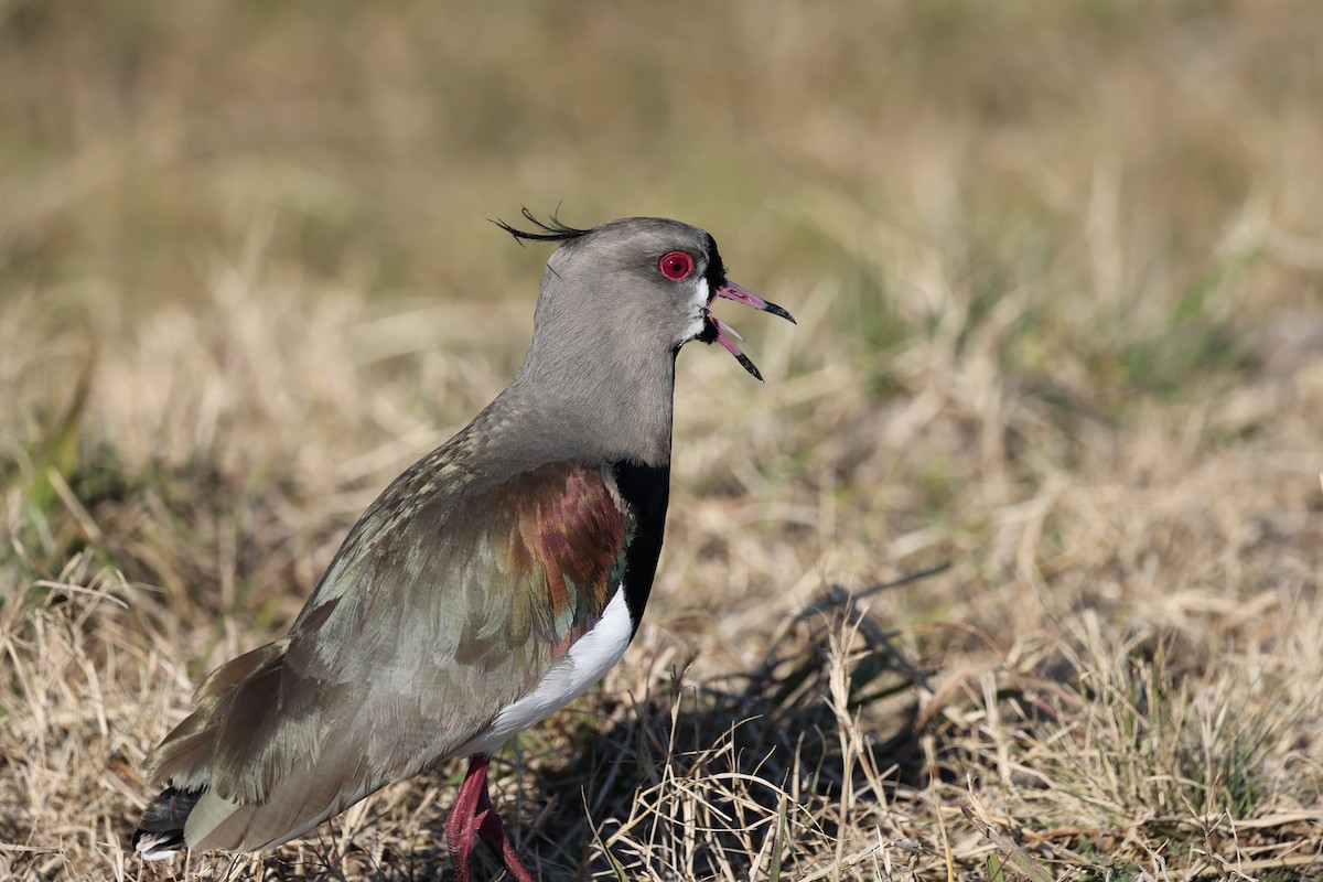 Southern Lapwing - ML640416105