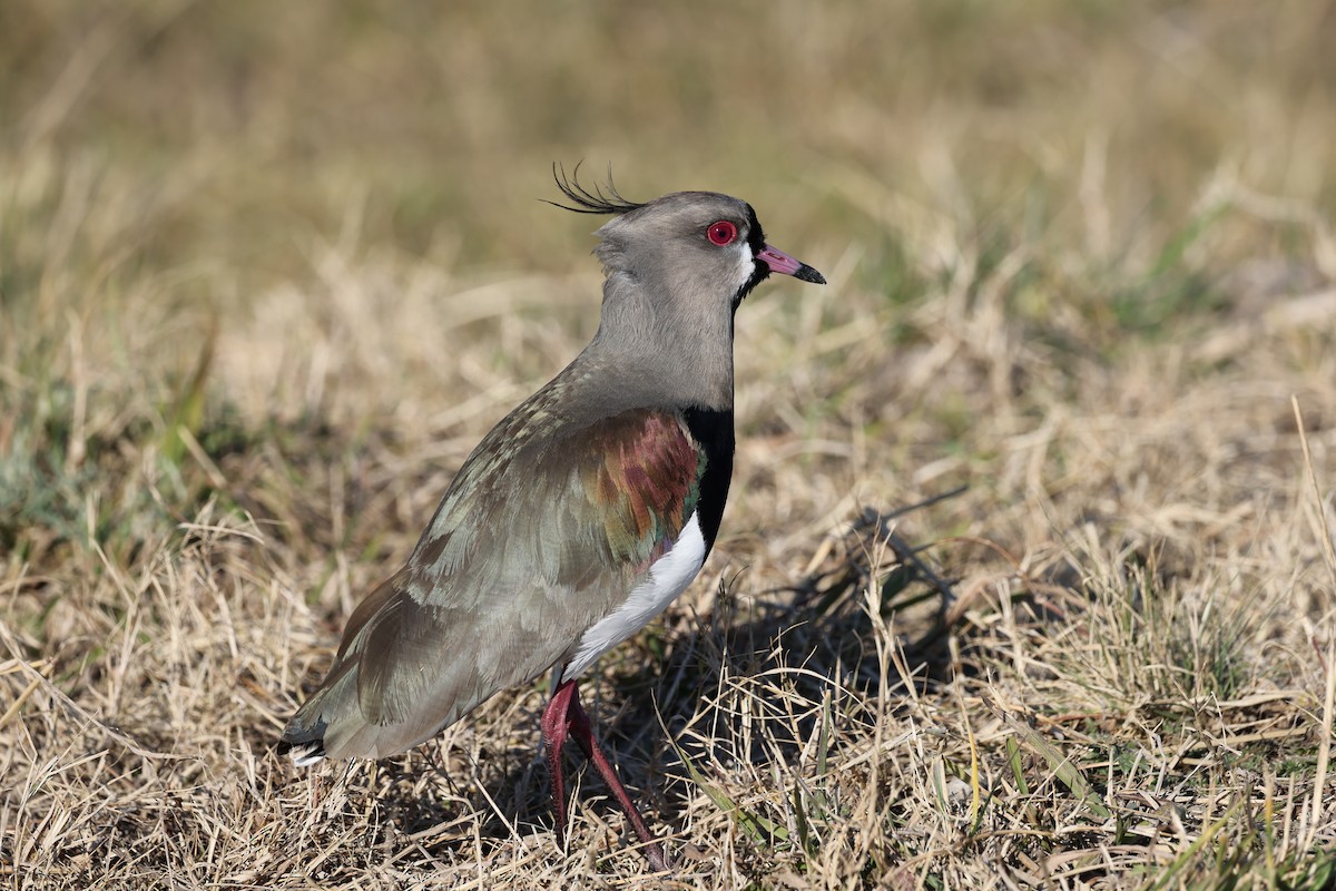 Southern Lapwing - ML640416106