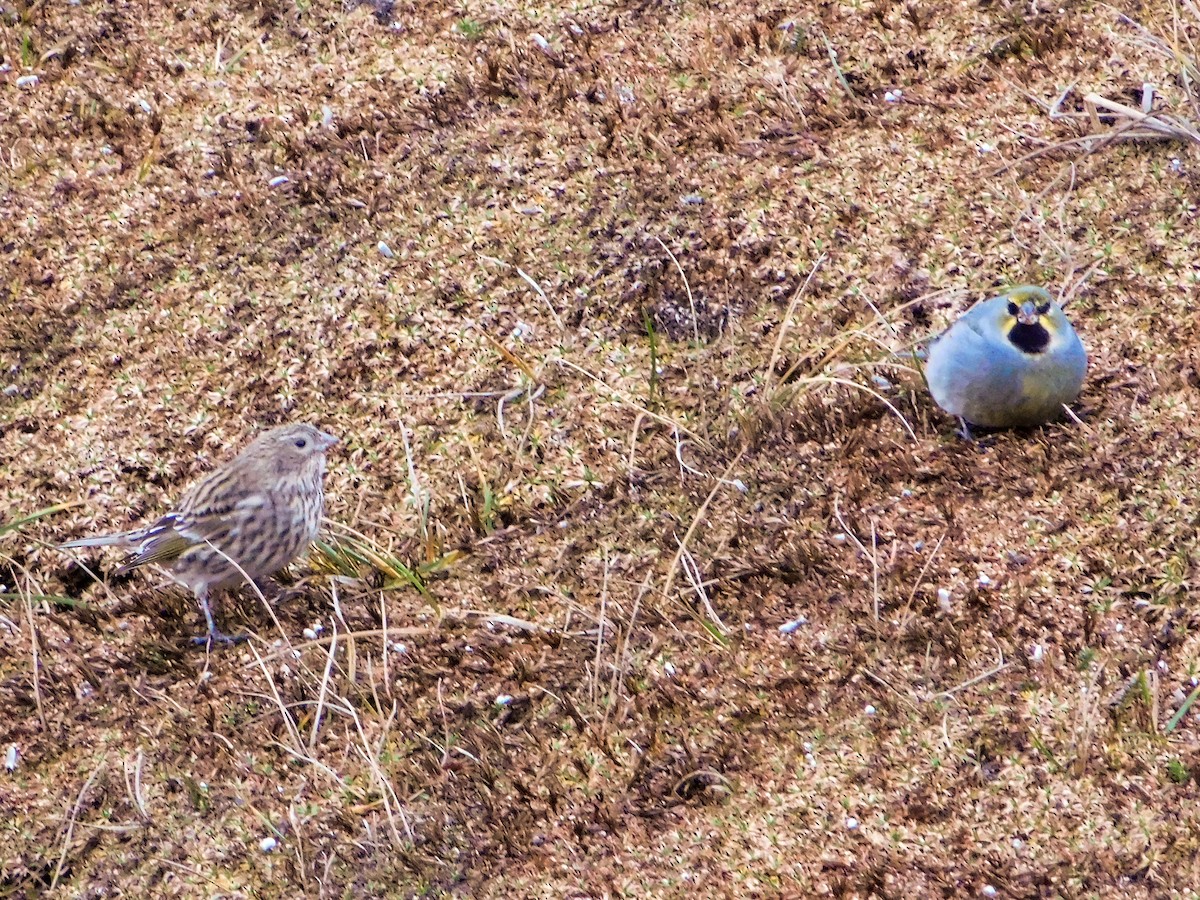 Yellow-bridled Finch - ML640416109