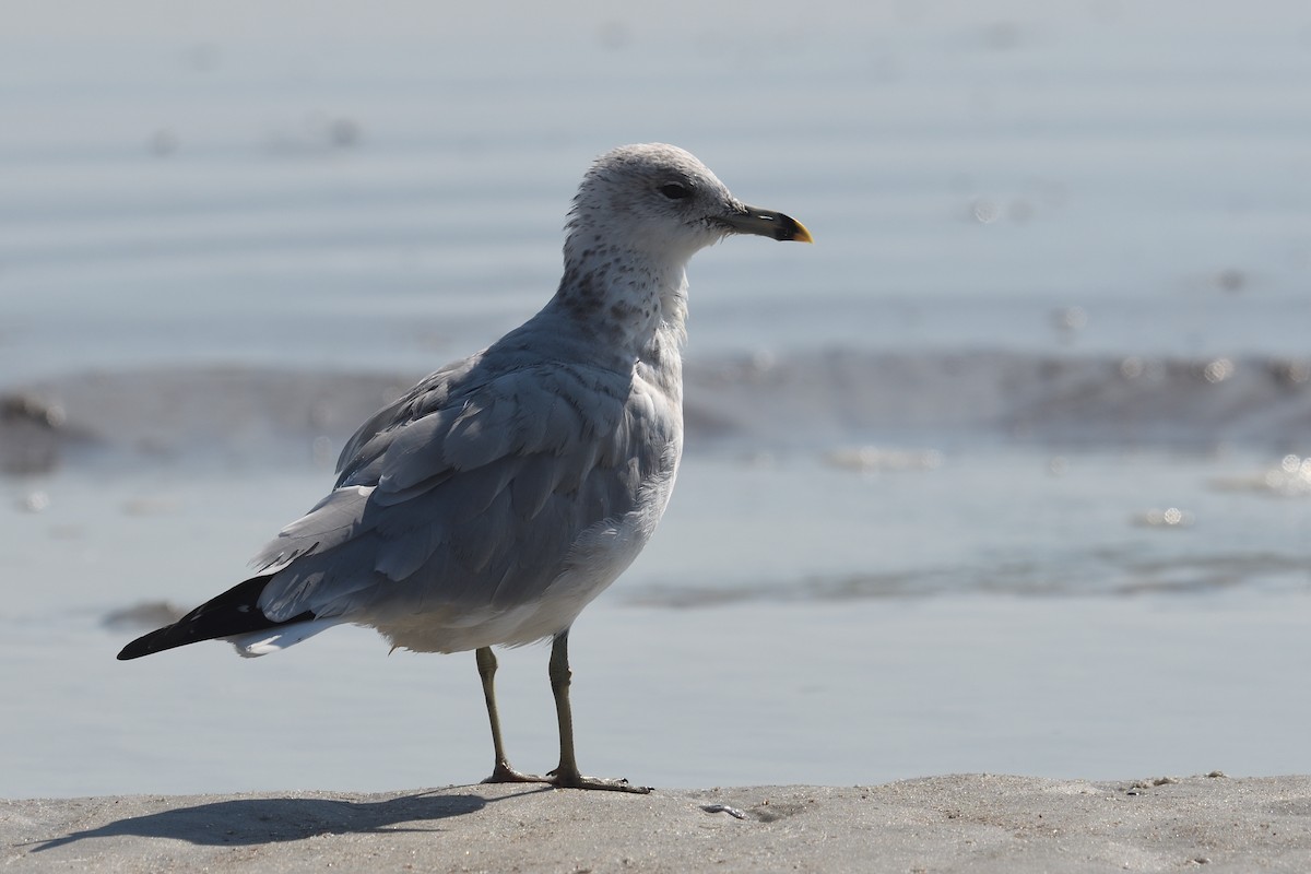 Ring-billed Gull - ML640416111