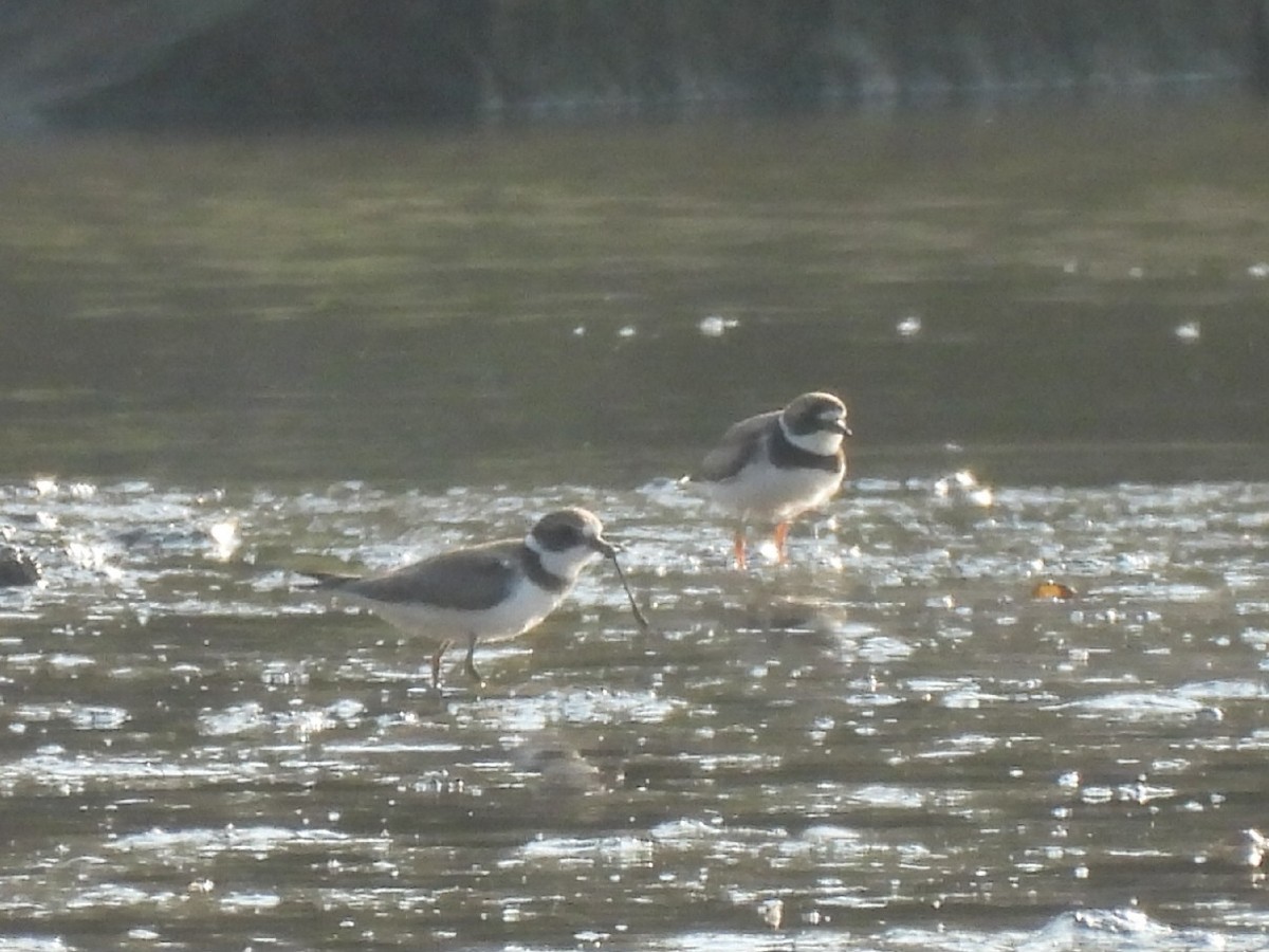 Semipalmated Plover - ML640416115