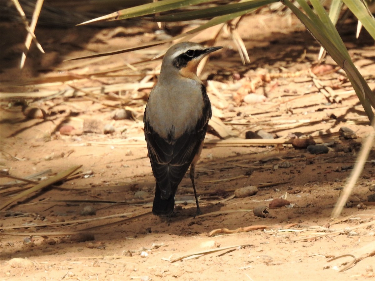 Northern Wheatear - ML640416147