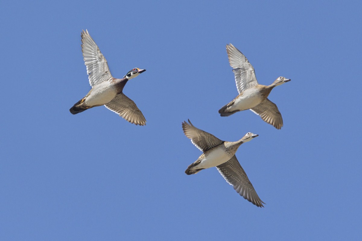Wood Duck - ML640416168