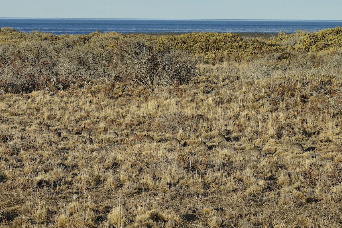 Elegant Crested-Tinamou - ML640416273