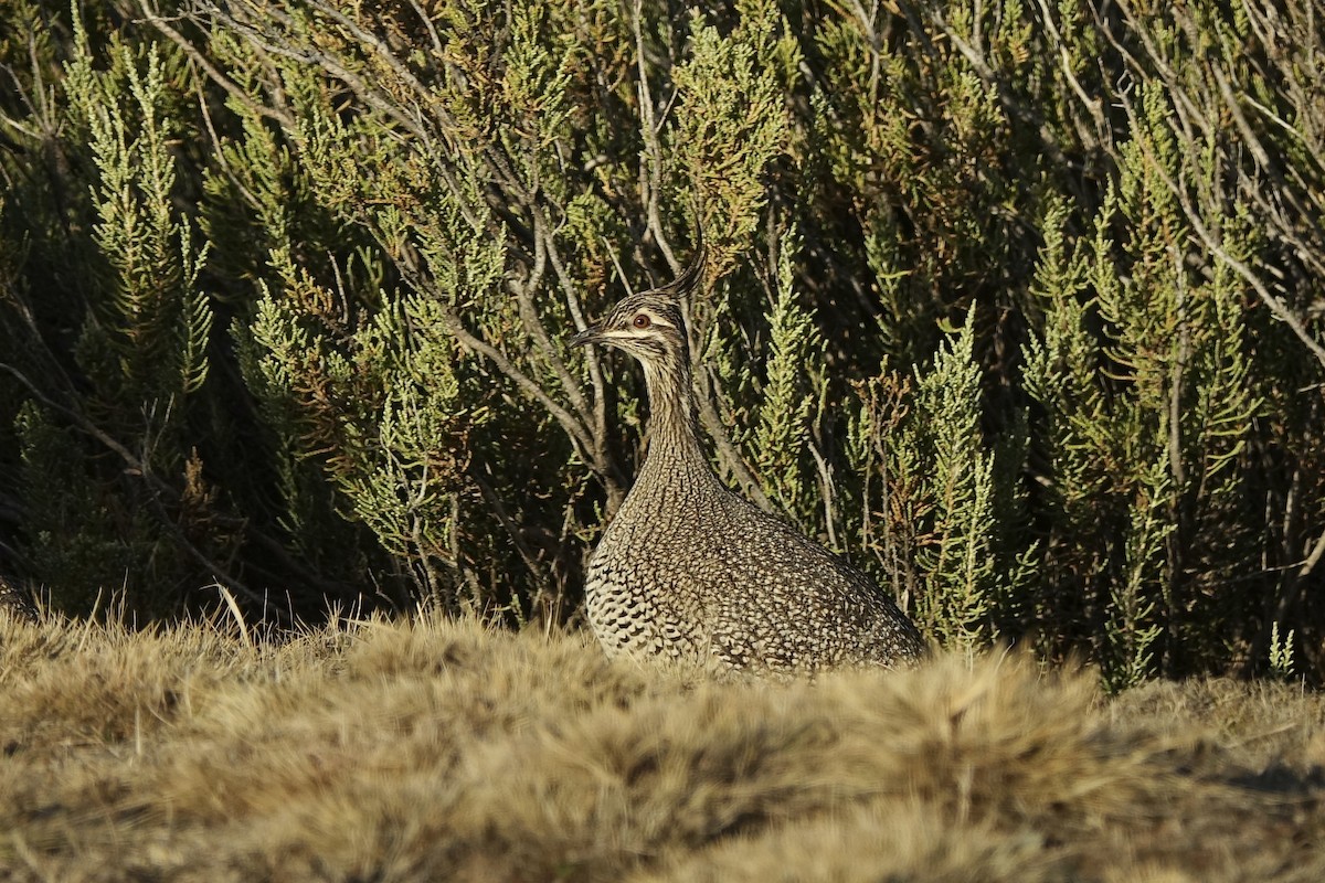 Elegant Crested-Tinamou - ML640416296