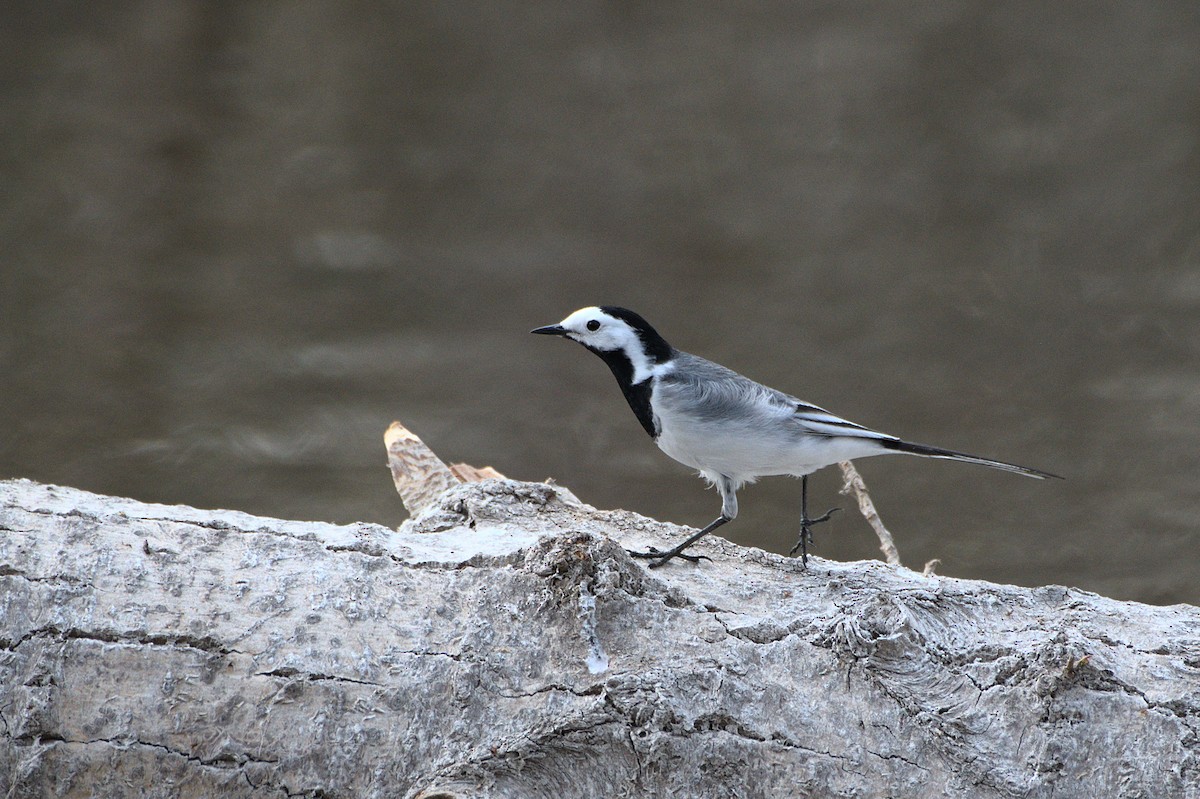 White Wagtail - ML640416298