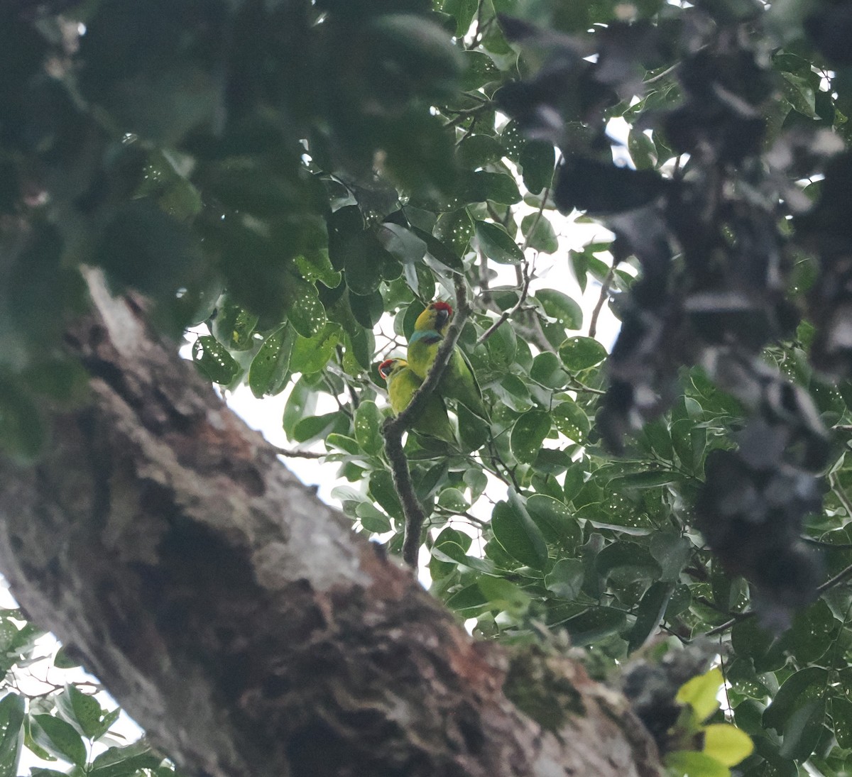 Large Fig-Parrot - ML640416305