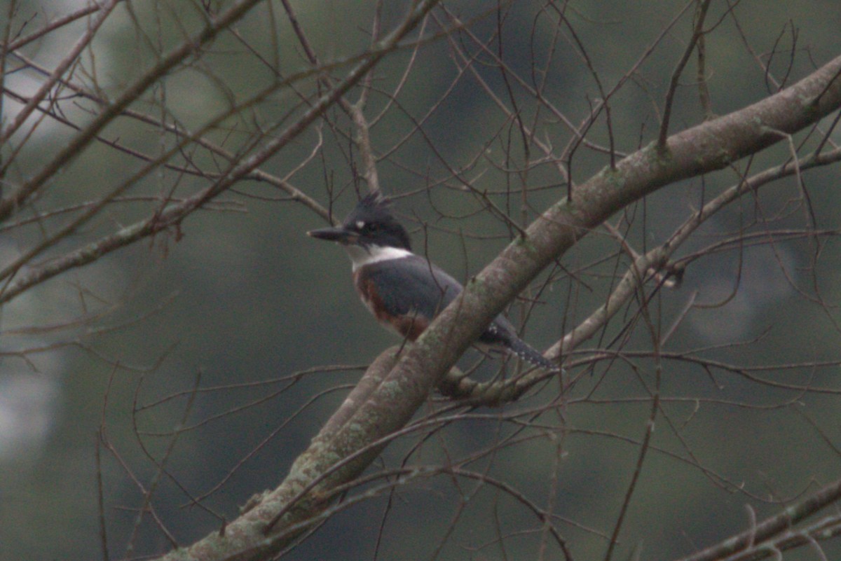 Belted Kingfisher - ML640416339