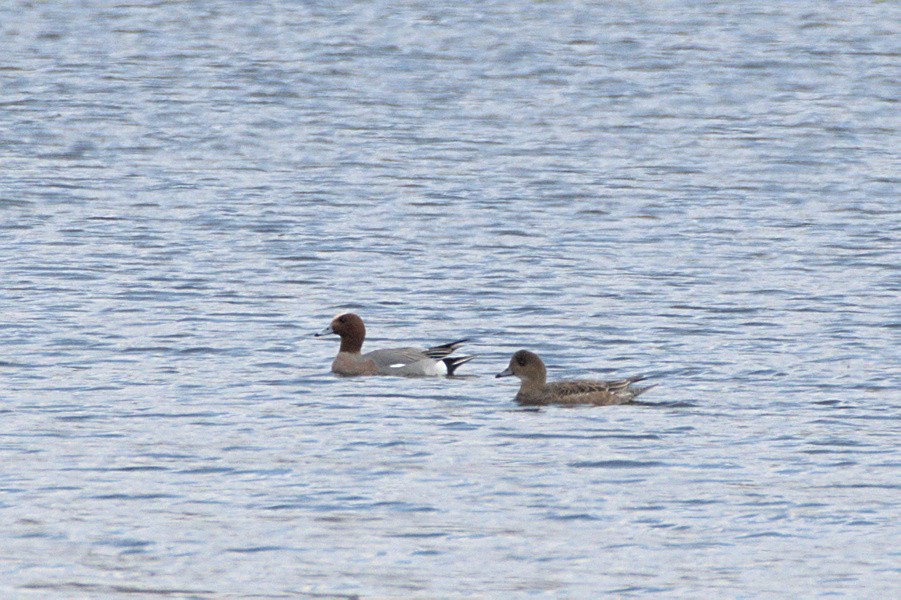 Canard siffleur - ML640416360